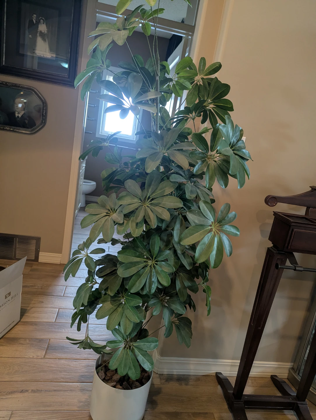 Schefflera Plant in White Pot