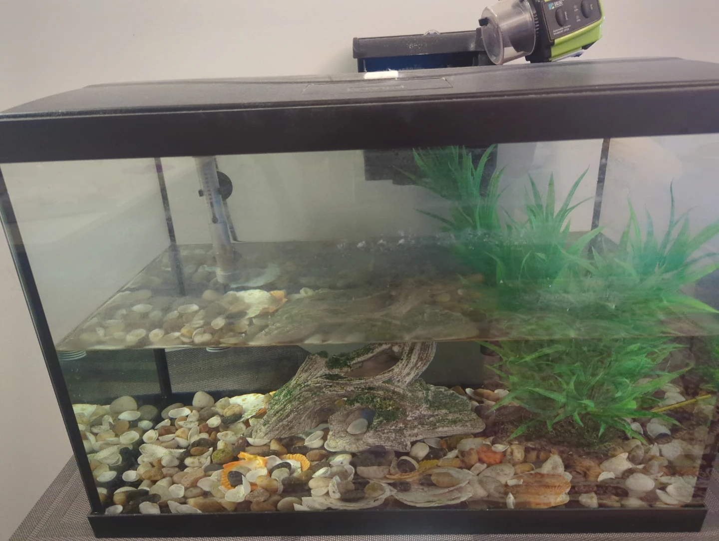 Glass Aquarium Tank