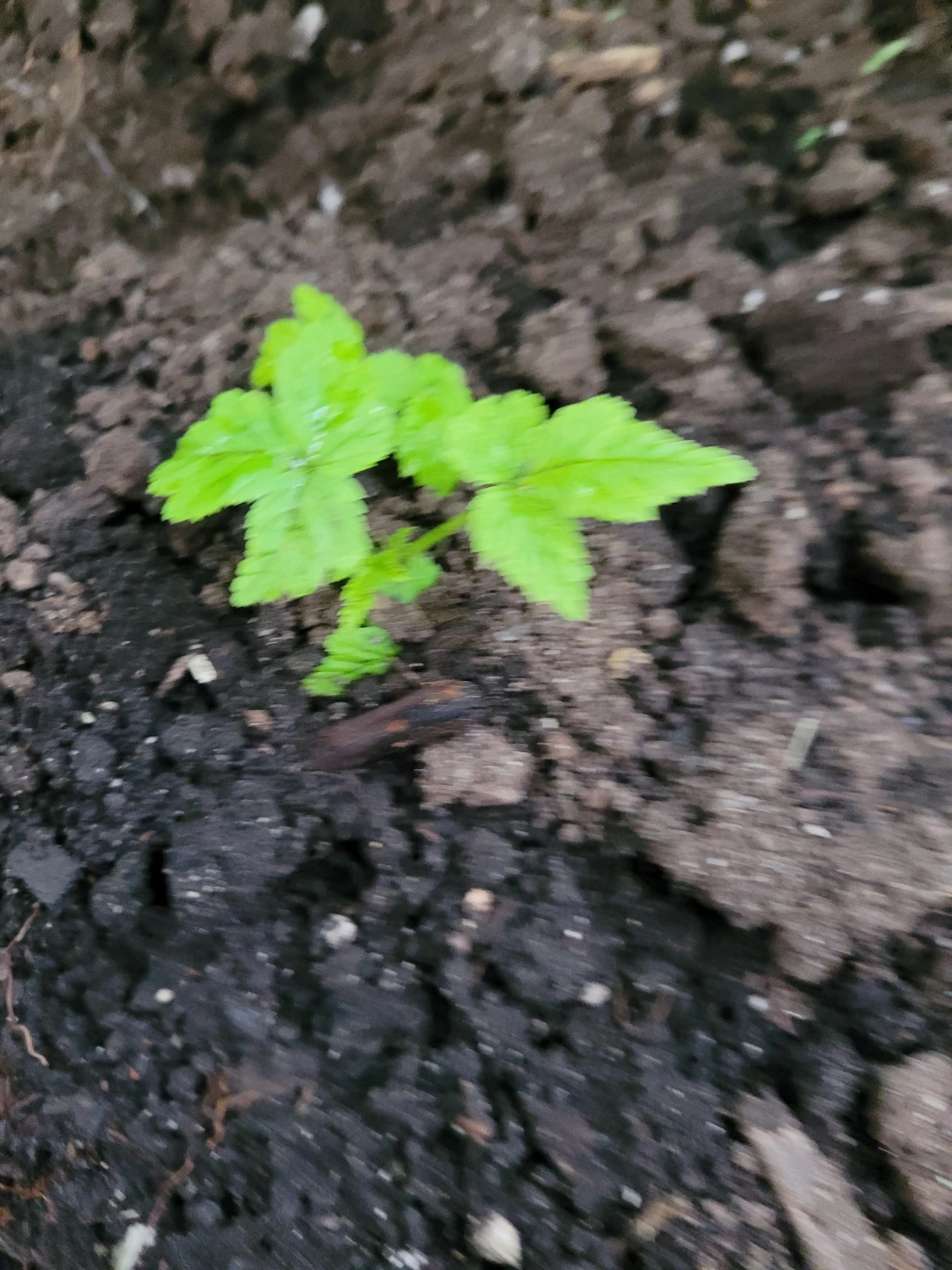 GOLDEN RASPBERRY saplings - photo 2