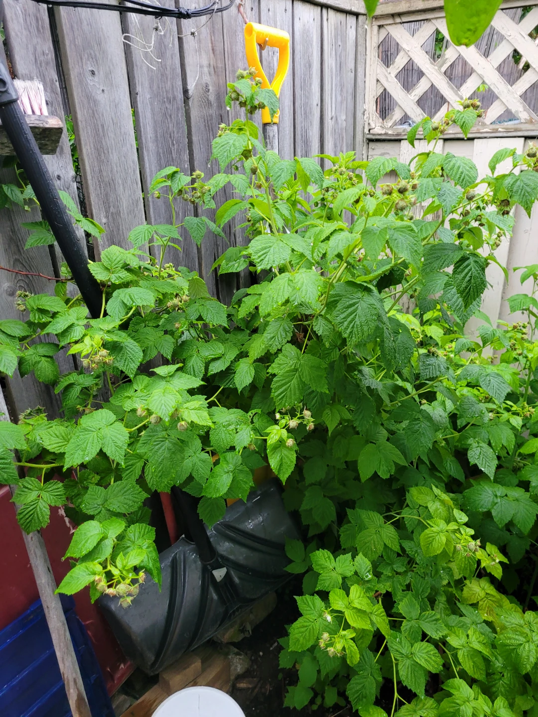 GOLDEN RASPBERRY saplings - photo 3