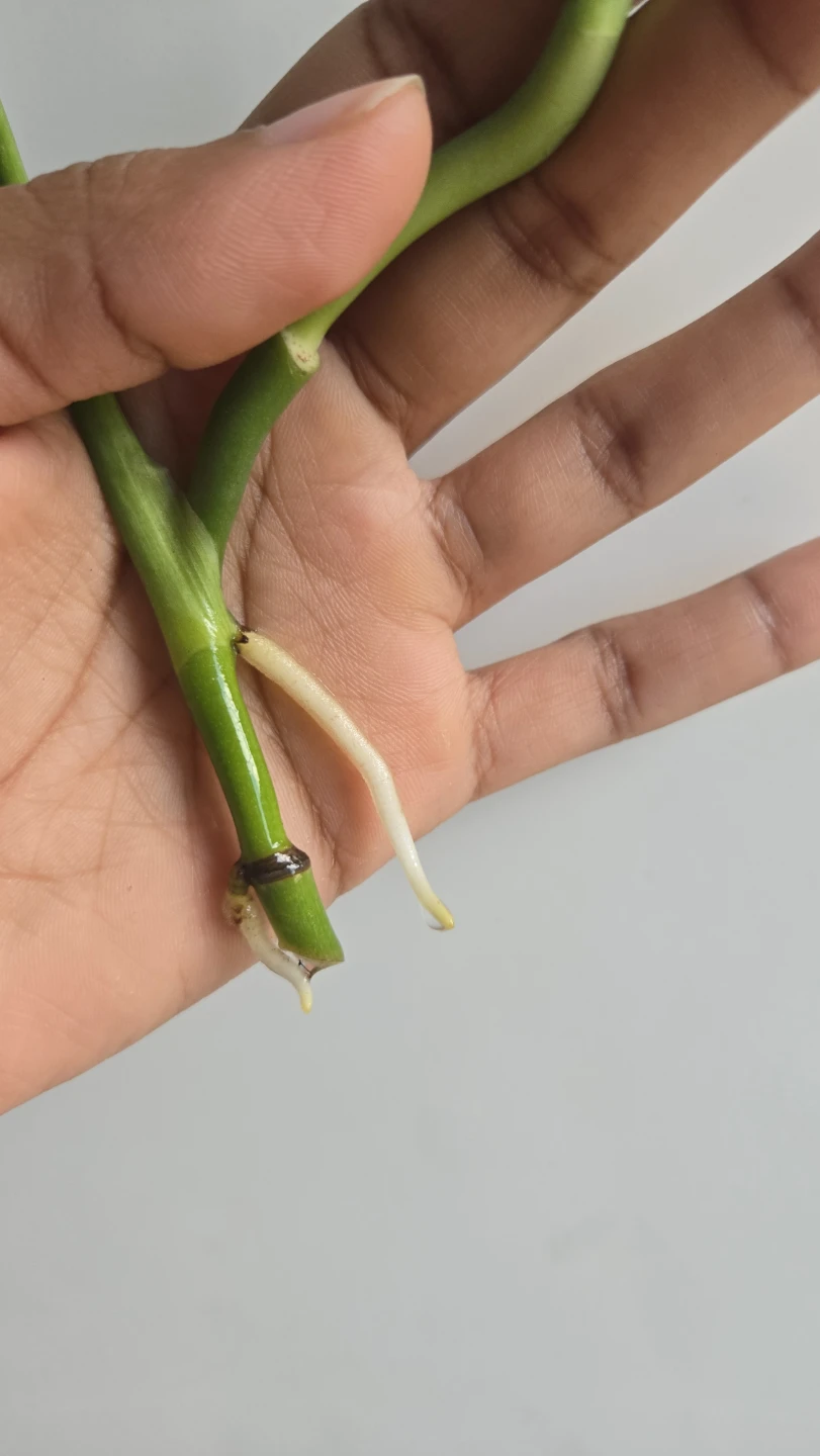 Rooted Monstera Deliciosa Cutting – For Sale or Trade! 1 left - photo 2