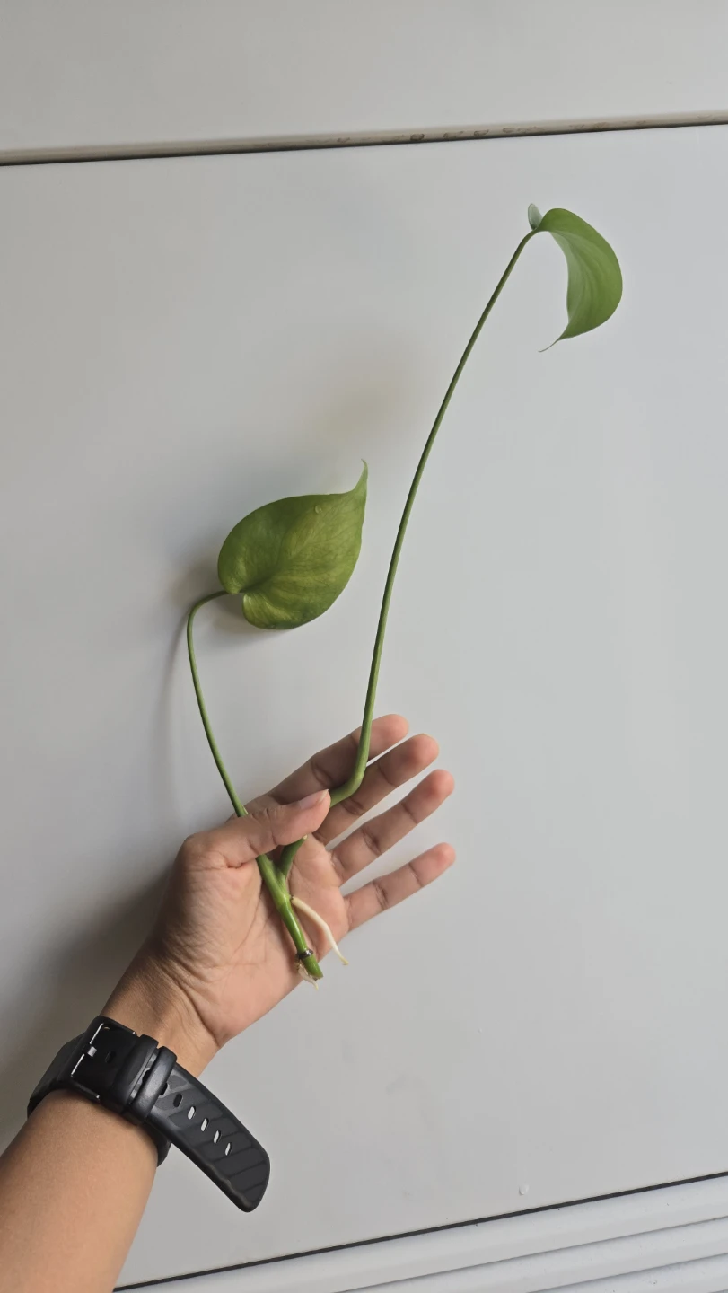 Rooted Monstera Deliciosa Cutting – For Sale or Trade! 1 left - photo 3