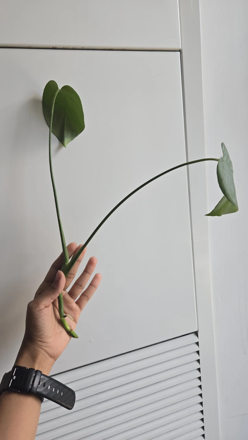 Rooted Monstera Deliciosa Cutting – For Sale or Trade! 1 left - photo 4