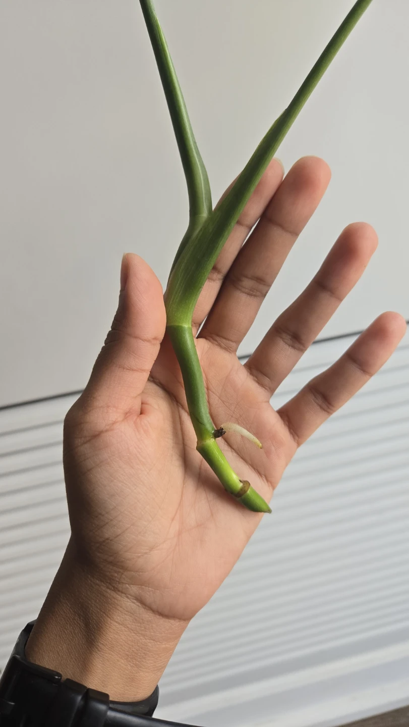 Rooted Monstera Deliciosa Cutting – For Sale or Trade! 1 left - photo 5