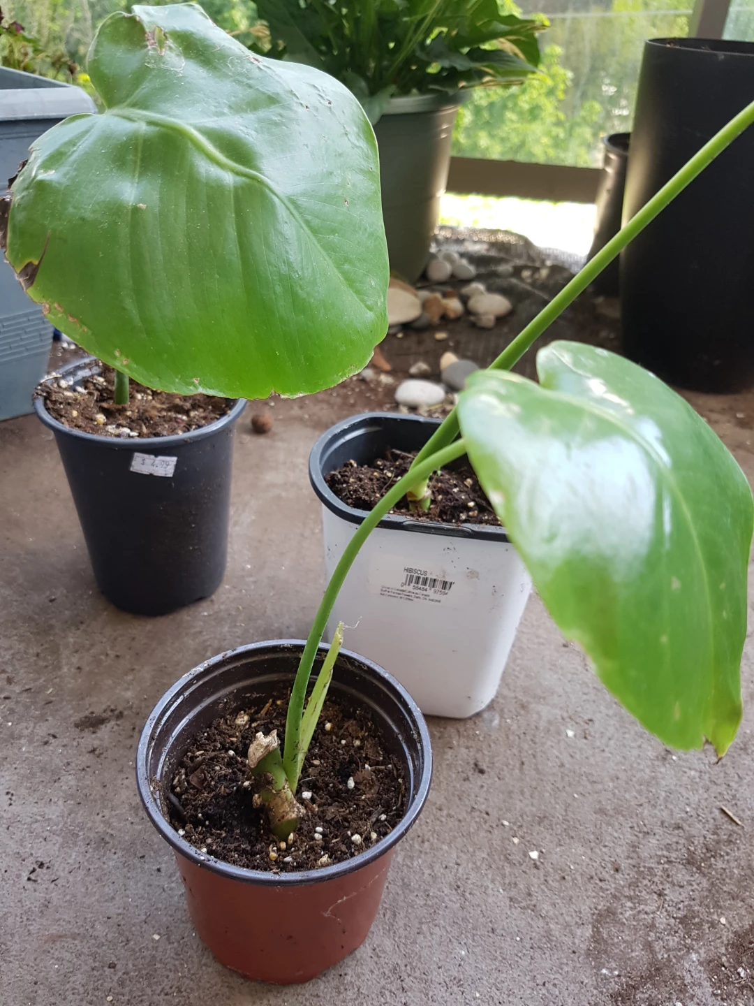 Monstera Plant Cuttings - photo 2