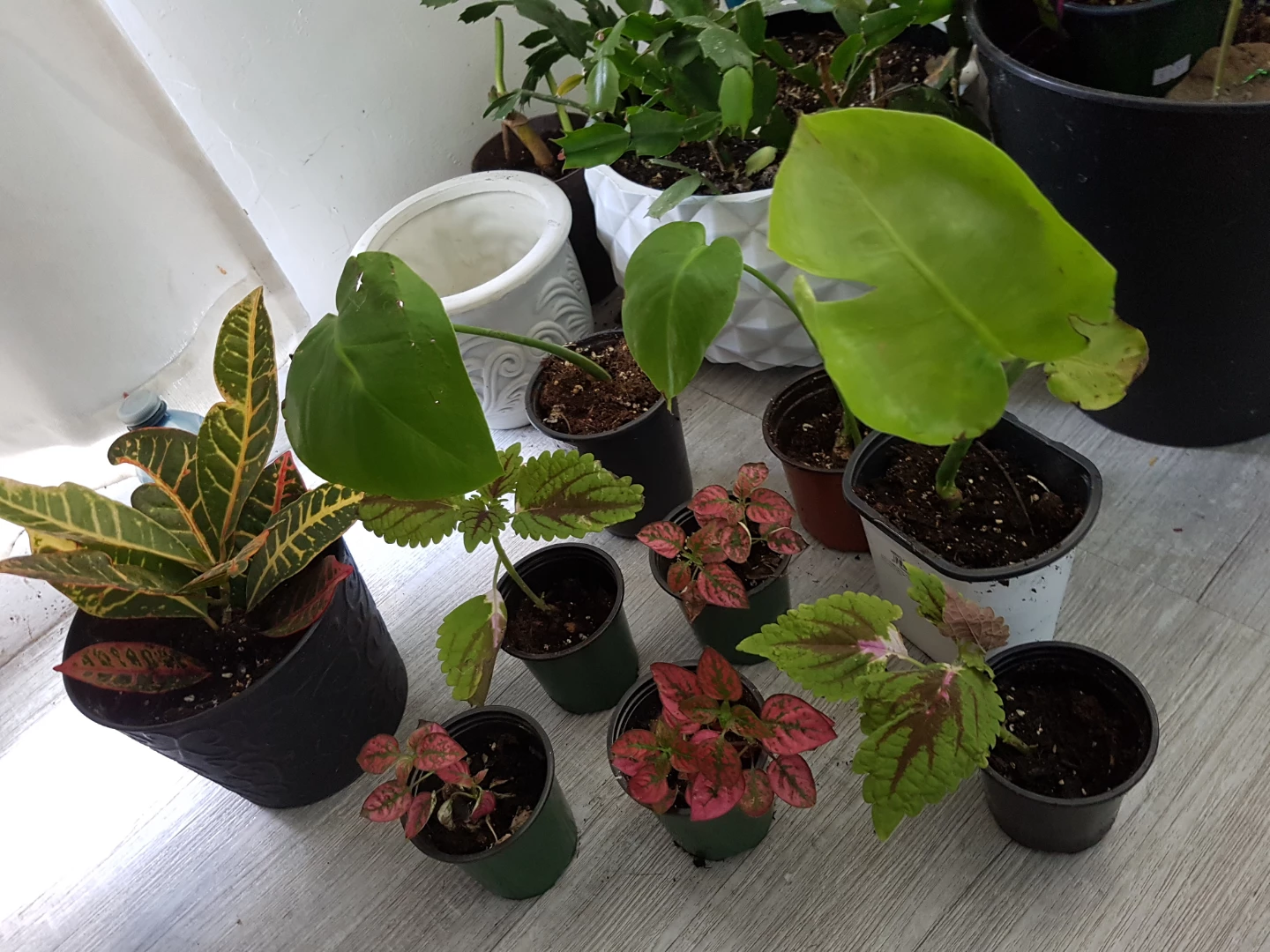 Monstera Plant Cuttings - photo 4