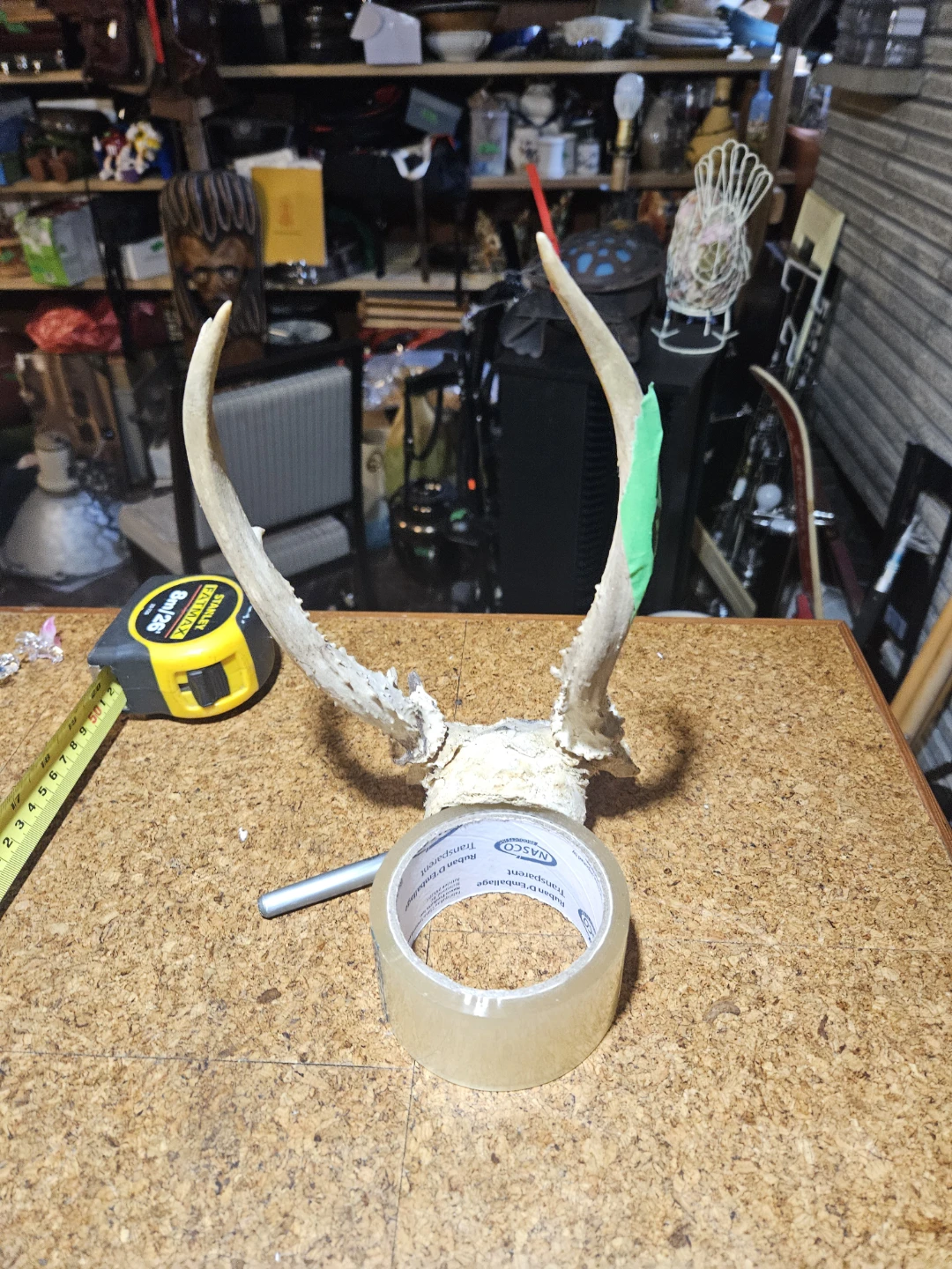 Deer Antlers and Skull Mount - photo 3