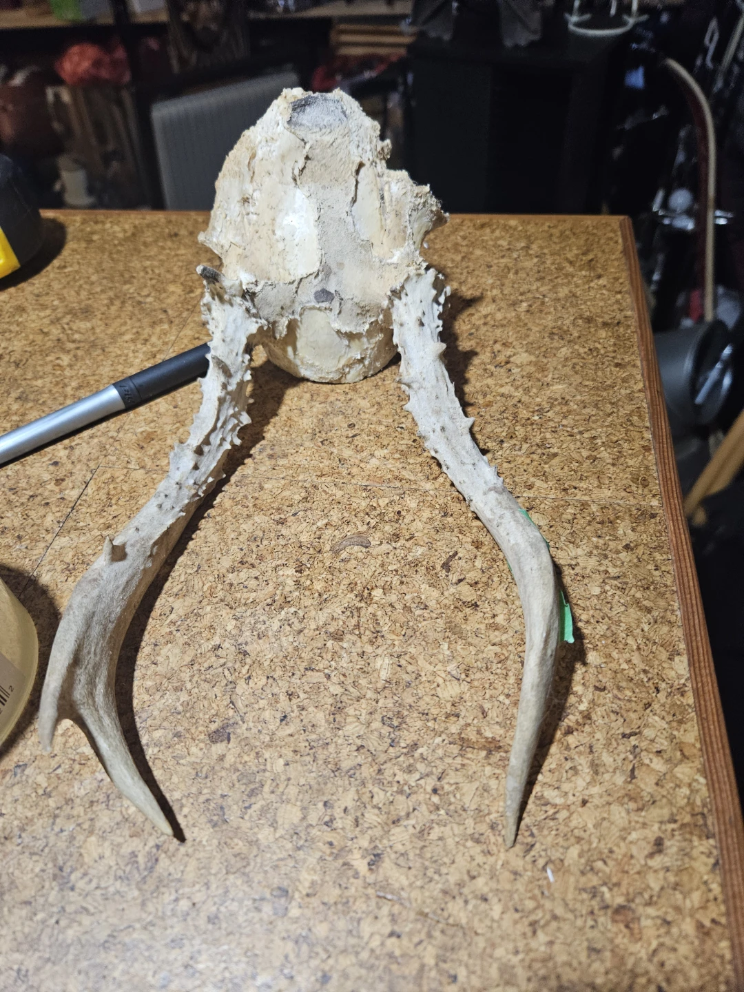 Deer Antlers and Skull Mount - photo 4