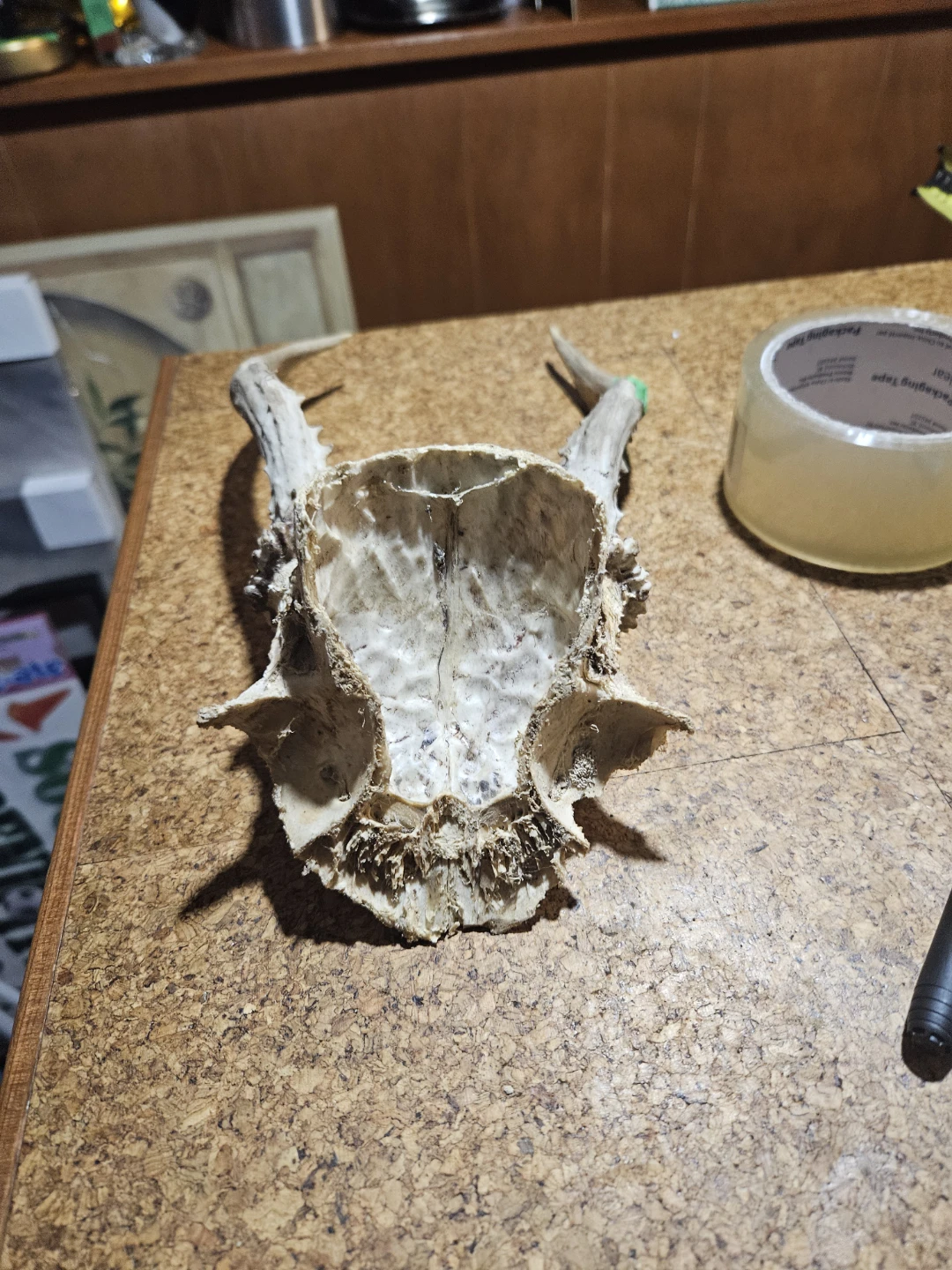 Deer Antlers and Skull Mount - photo 5
