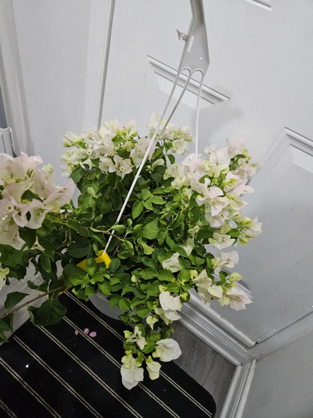 White Bougainvillea Hanging Plant⚽️ - photo 4