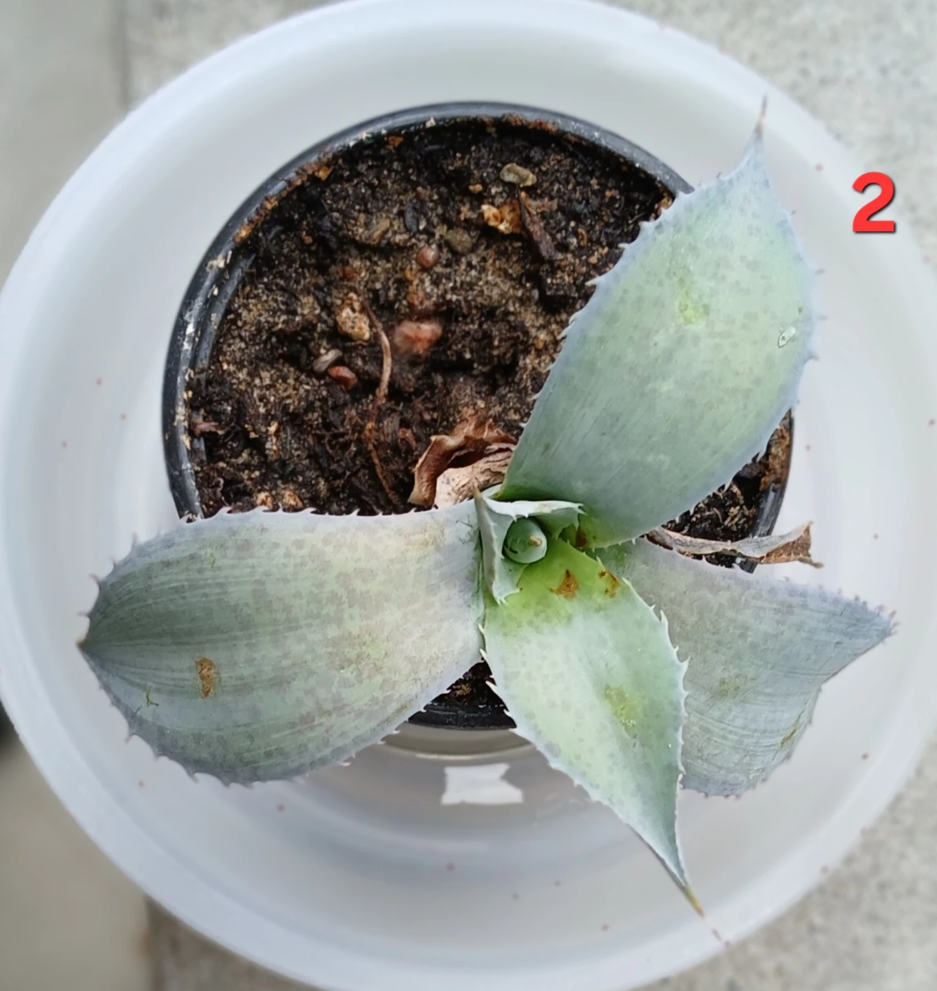 Mangave Sponge Paint Plant Pups - photo 2