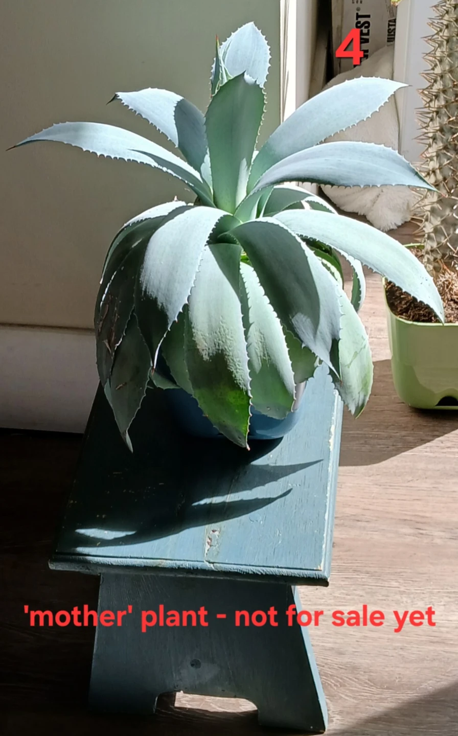 Mangave Sponge Paint Plant Pups - photo 4