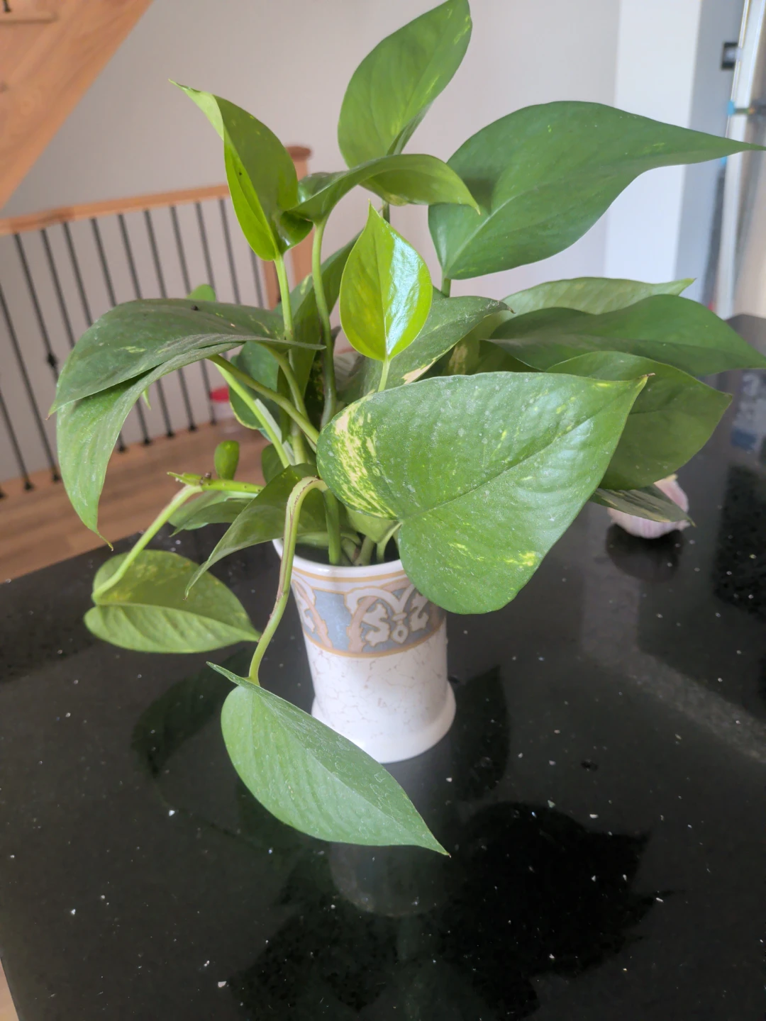 Live and healthy - rooted Pothos cuttings in water
