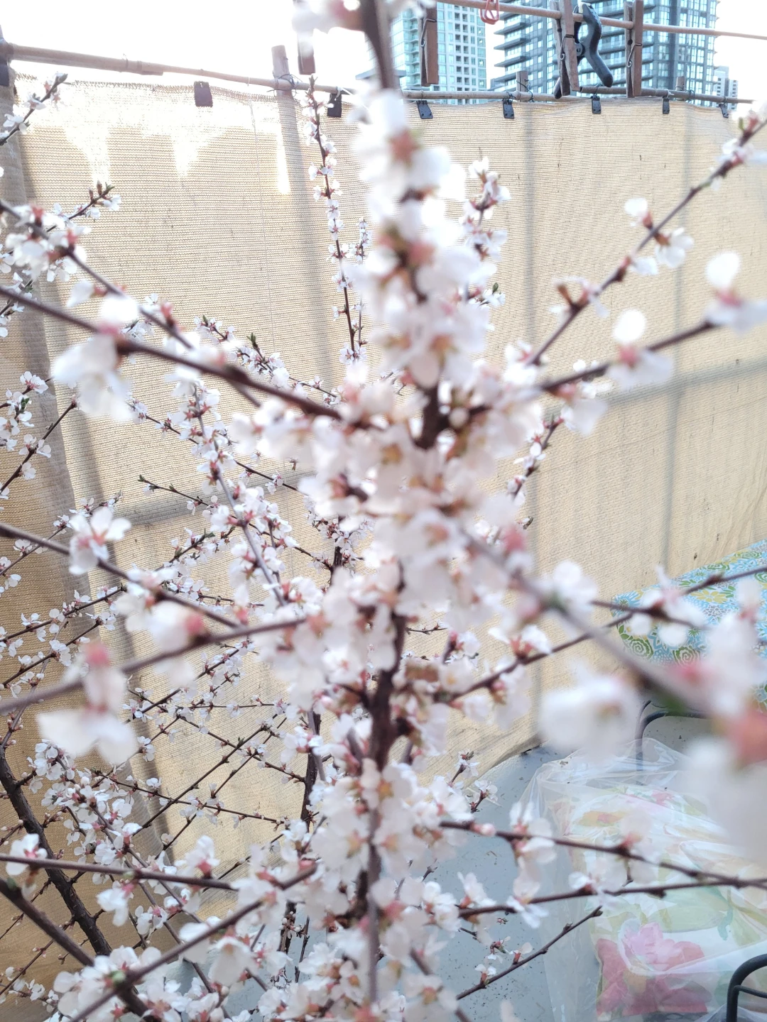Nanking Cherry bush