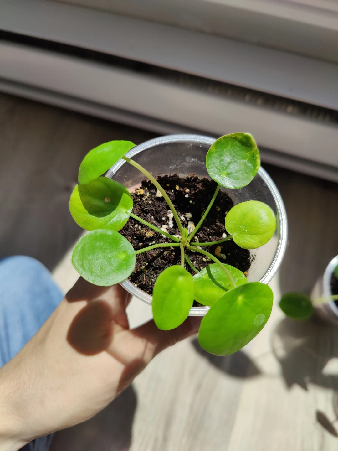 Pilea Peperomioides Plant