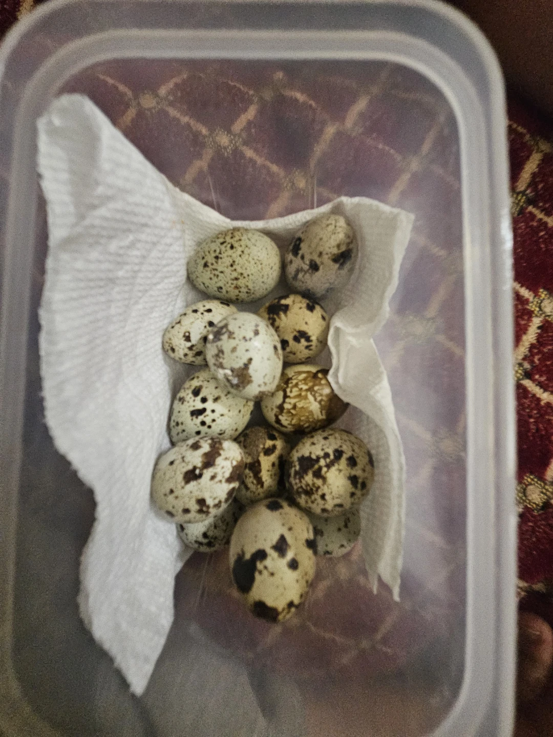 Quail Eggs