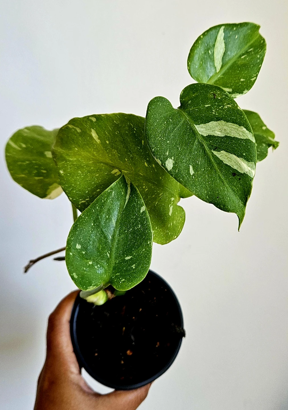 Monstera Thai Constellation Plant