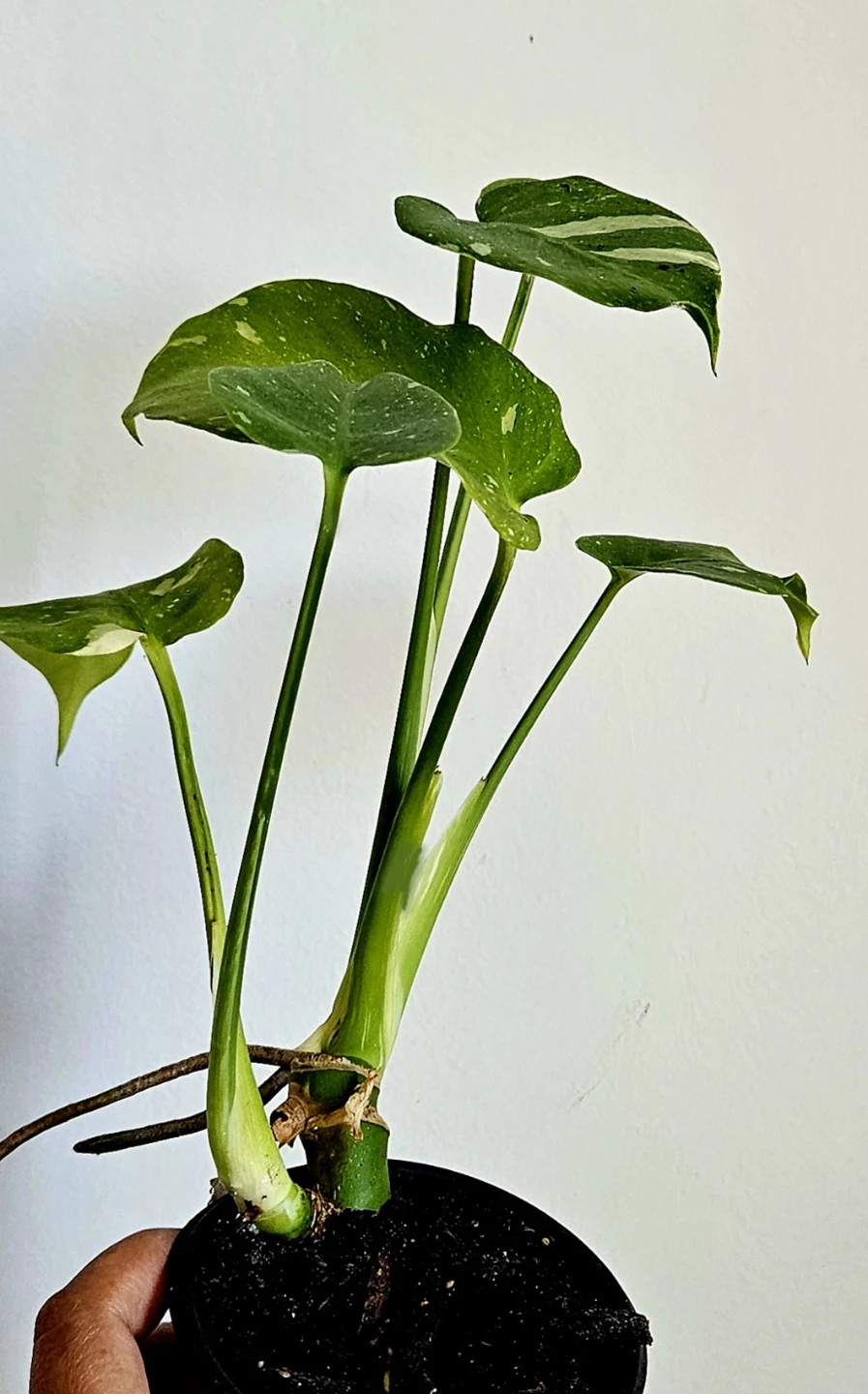 Monstera Thai Constellation Plant - photo 2