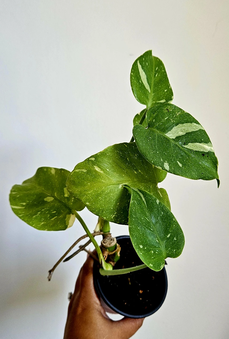 Monstera Thai Constellation Plant - photo 3