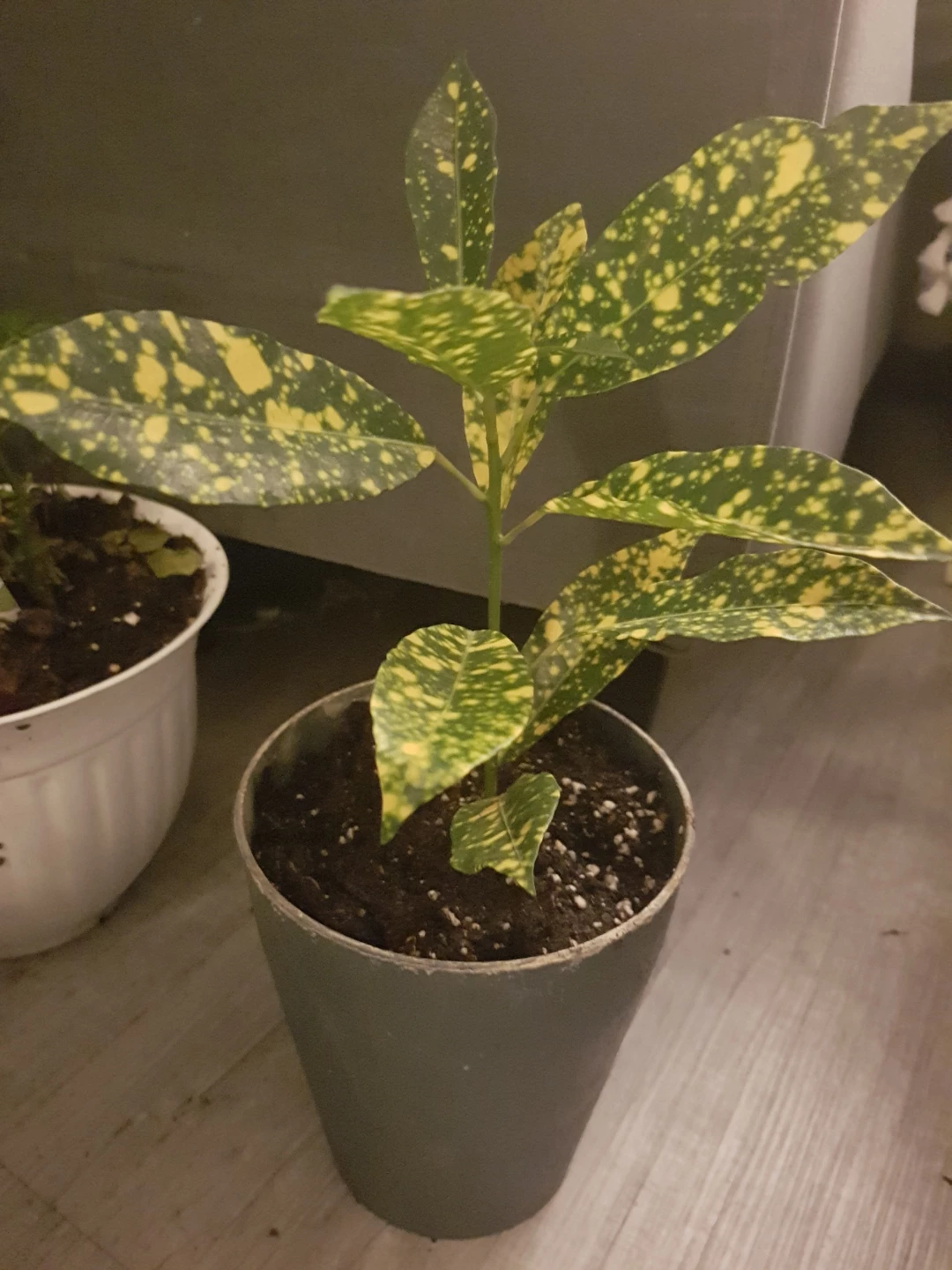 Spotted Aucuba Plant in around 6inch pot. - photo 3