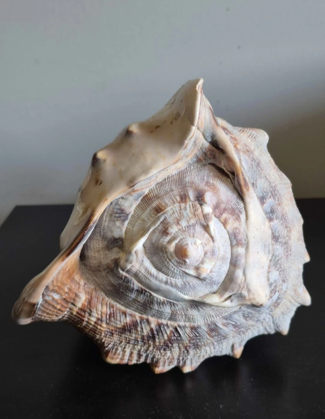 Large Conch Shell for Decor - photo 4