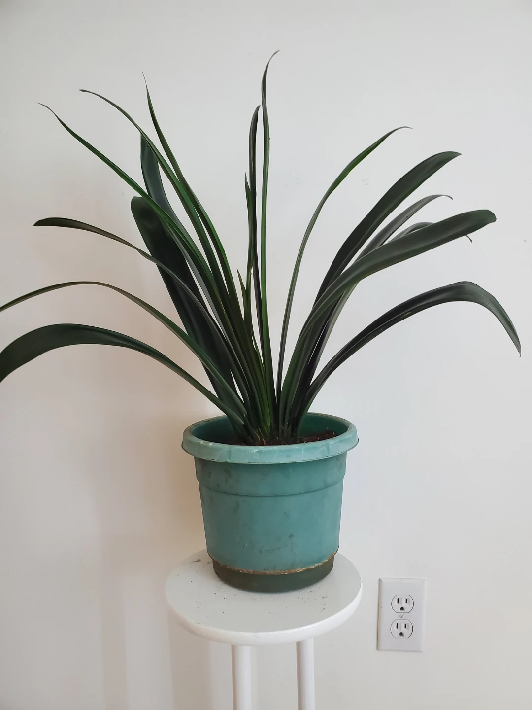 Clivia Plant