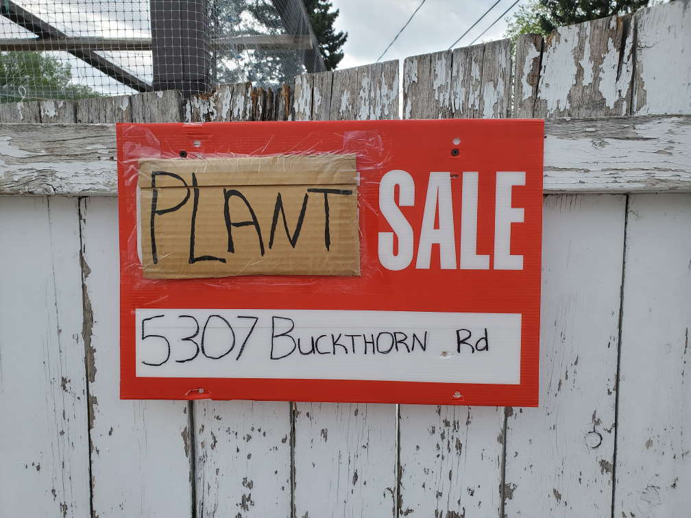 Garden Seedlings- For Sale by appointment only, please message