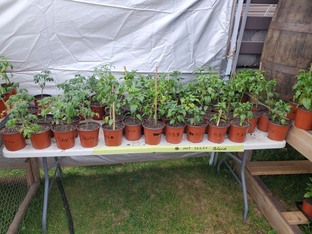Garden Seedlings- For Sale by appointment only, please message - photo 2