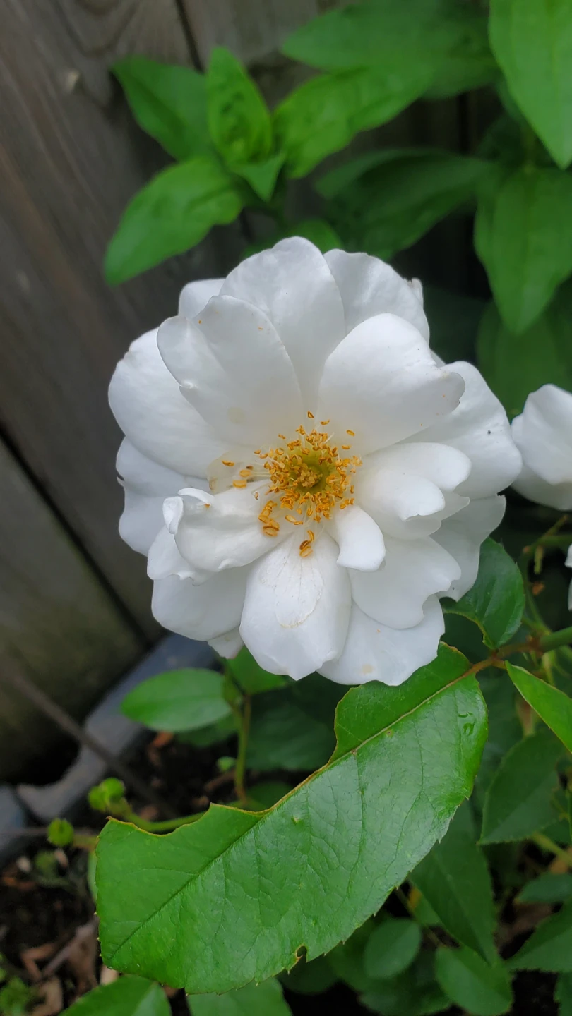 Iceberg Rose - Floribunda Rose - photo 2