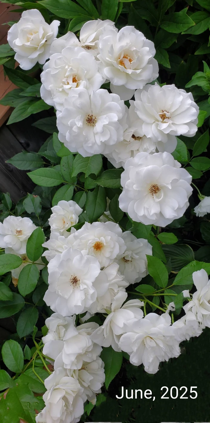 Iceberg Rose - Floribunda Rose - photo 3