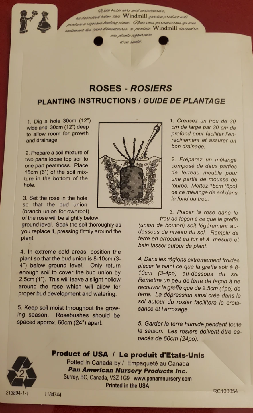 Iceberg Rose - Floribunda Rose - photo 5