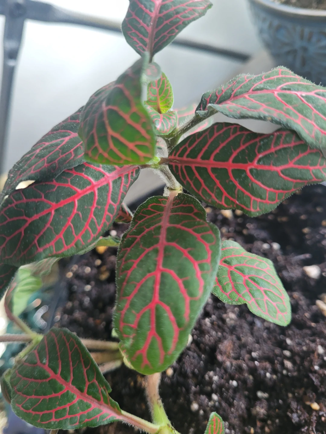 Fittonia Plant 6" pot - photo 4