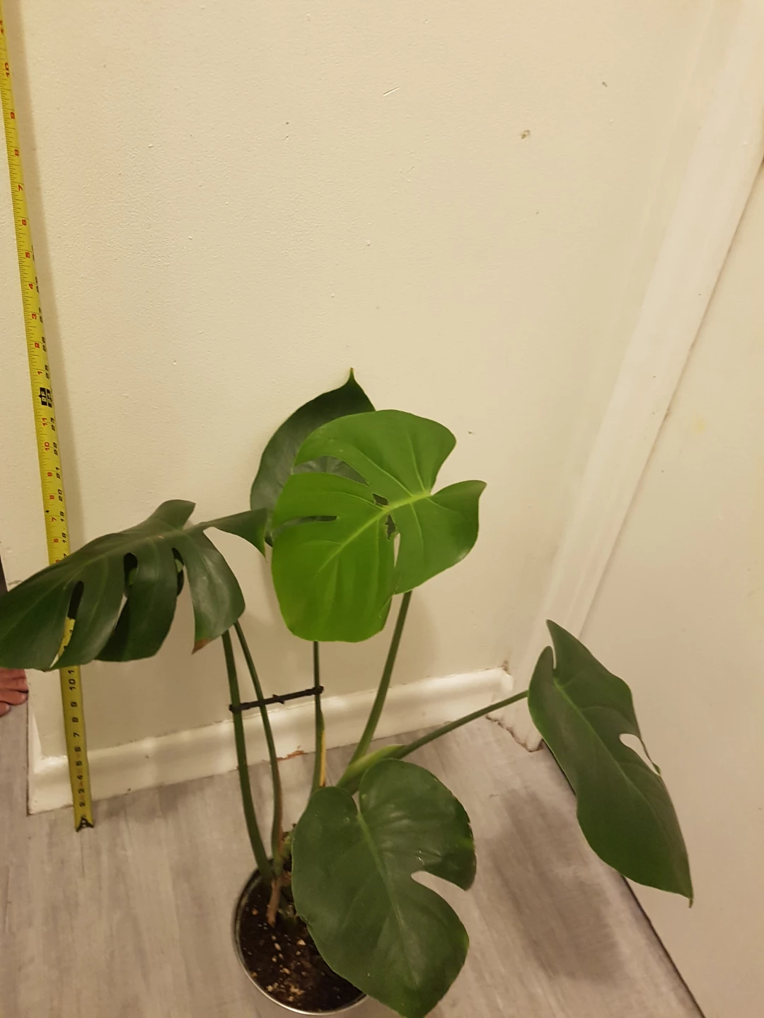 Monstera Plant - photo 3