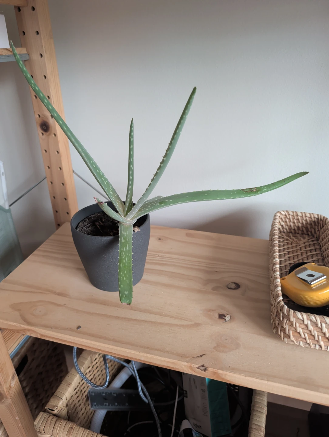 Aloe Vera Plant in Dark Gray Pot