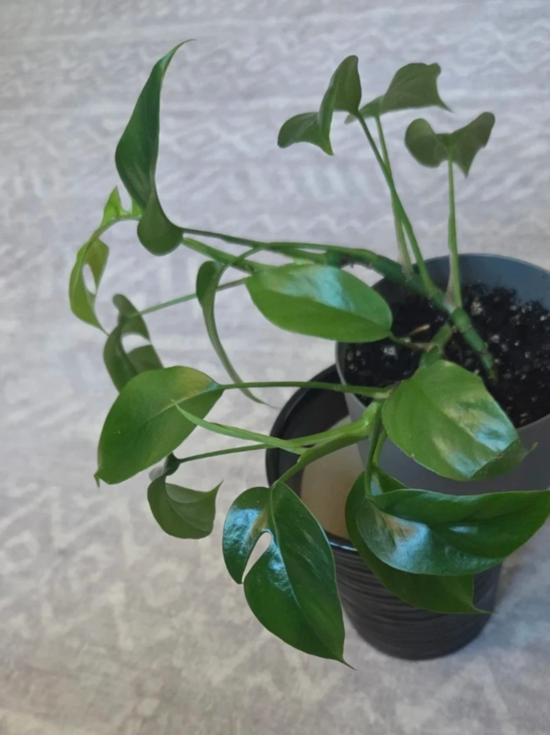 Monstera Adansonii Plant 🪴 - photo 2
