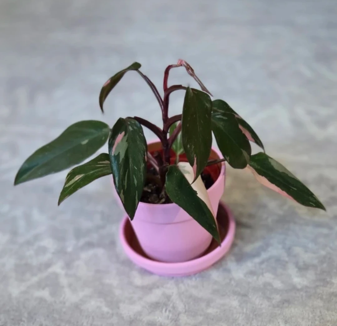 Philodendron Pink Princess 4" 🪴
