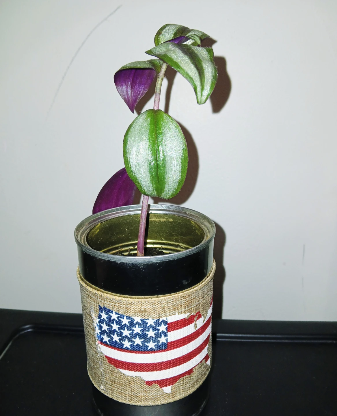 4th of July Special - A Young Wandering Jew Plant