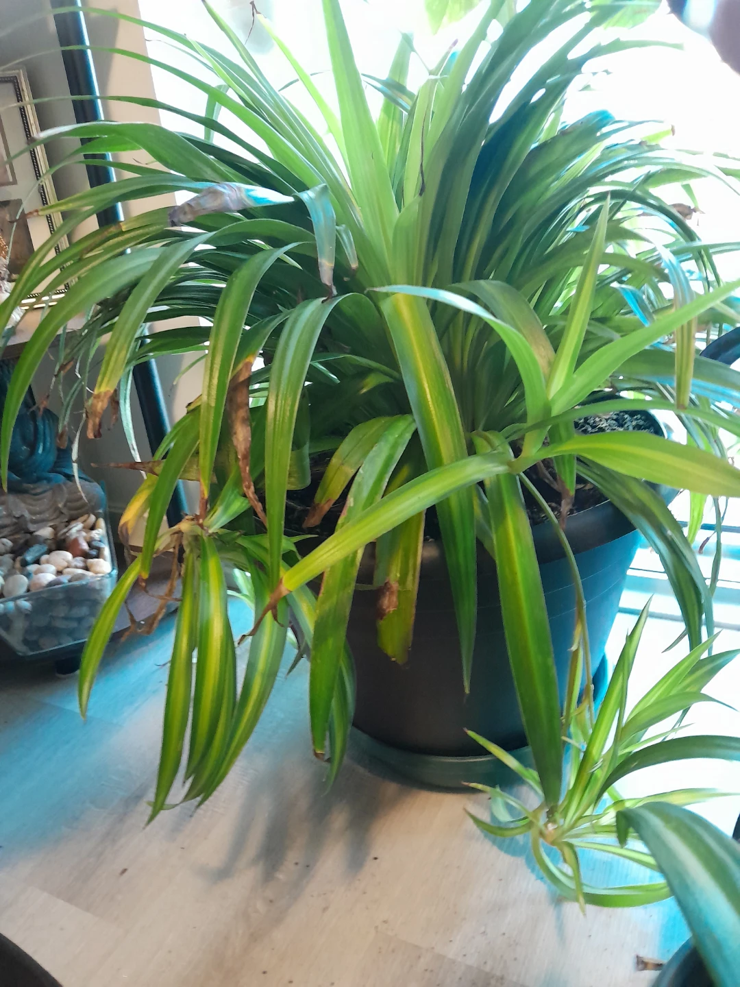 Spider Plant in Pot