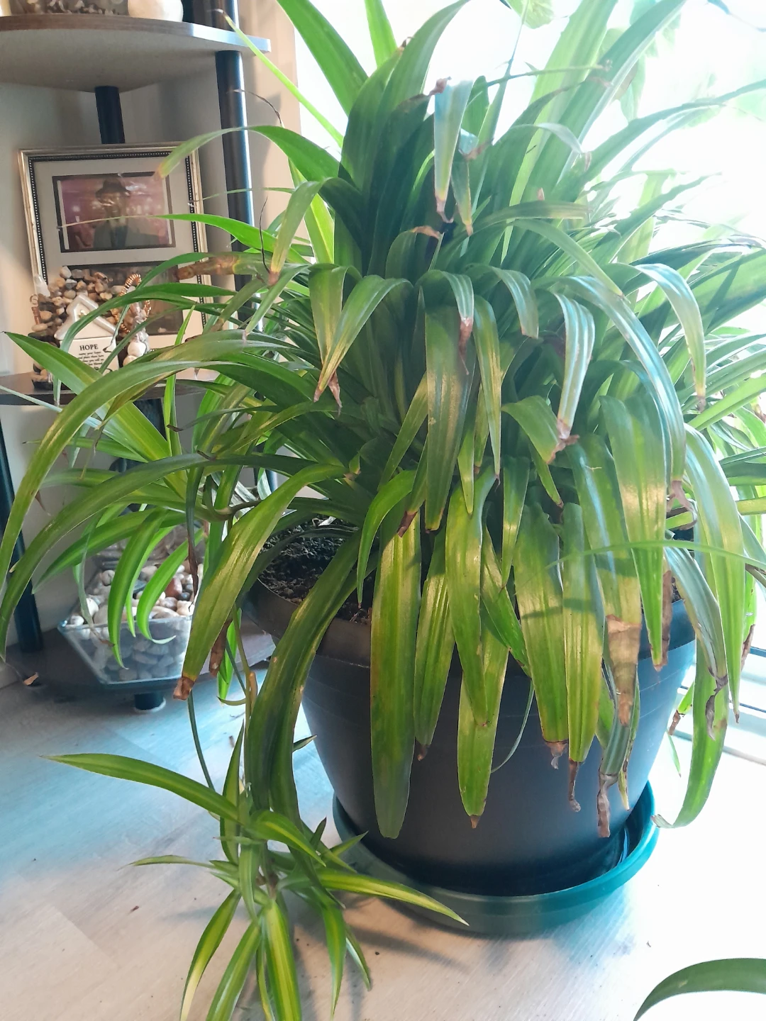 Spider Plant in Pot - photo 2