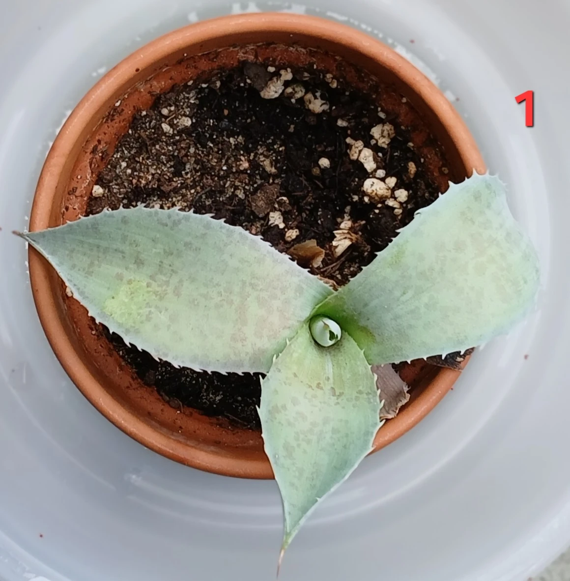Mangave Sponge Paint Plant Pups