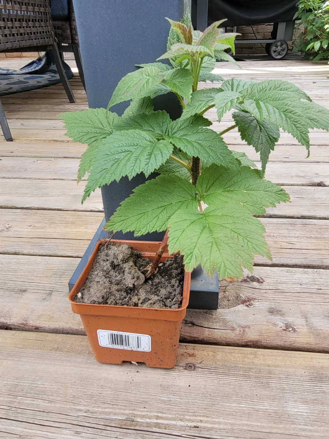 Raspberry plant in pot
