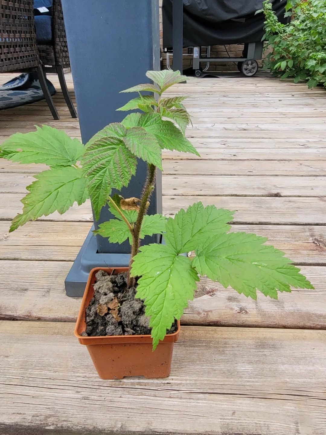 Raspberry plant in pot - photo 2