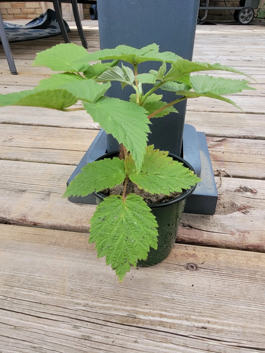 Raspberry plant in pot - photo 3