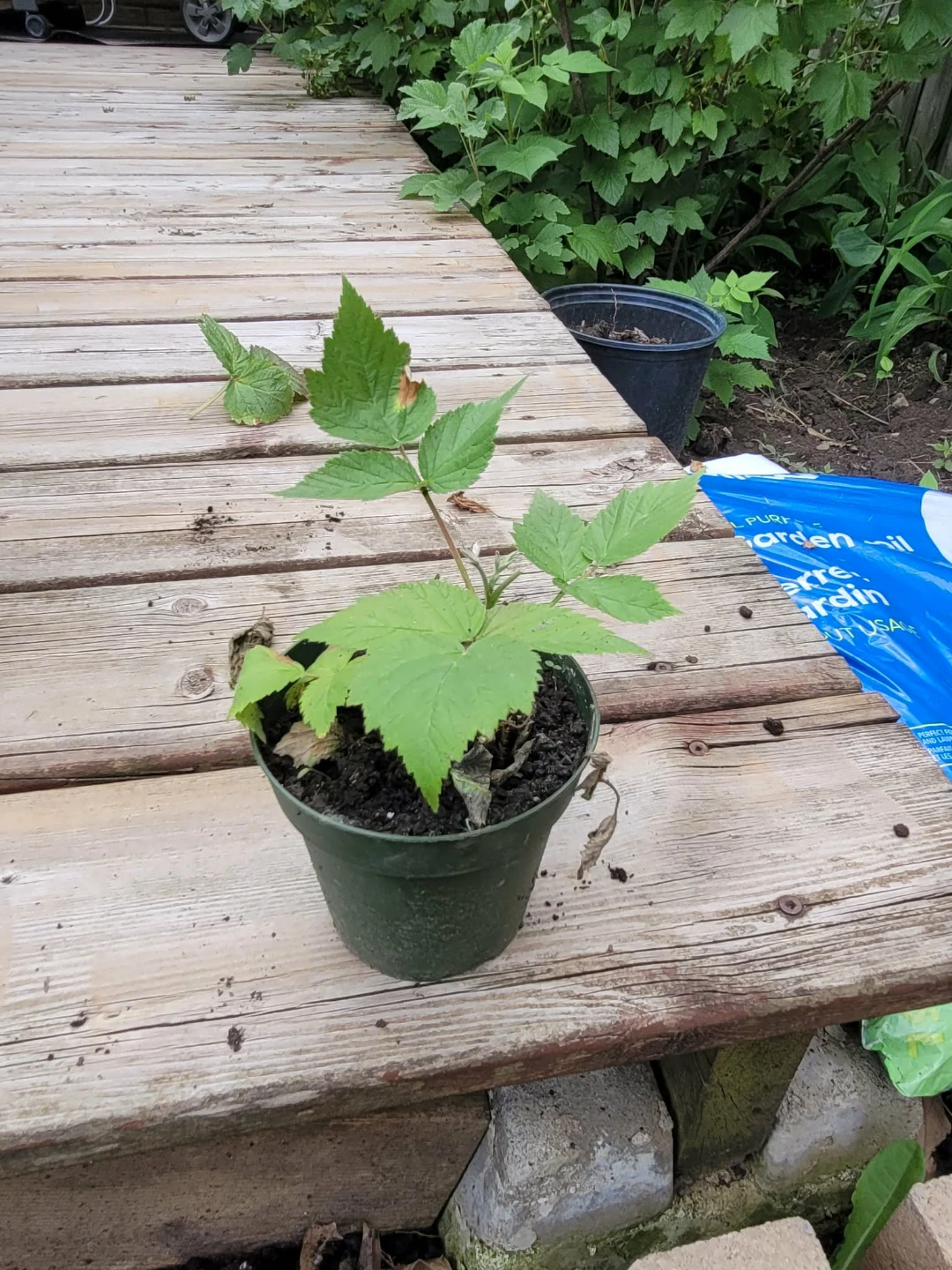 Raspberry plant in pot - photo 4