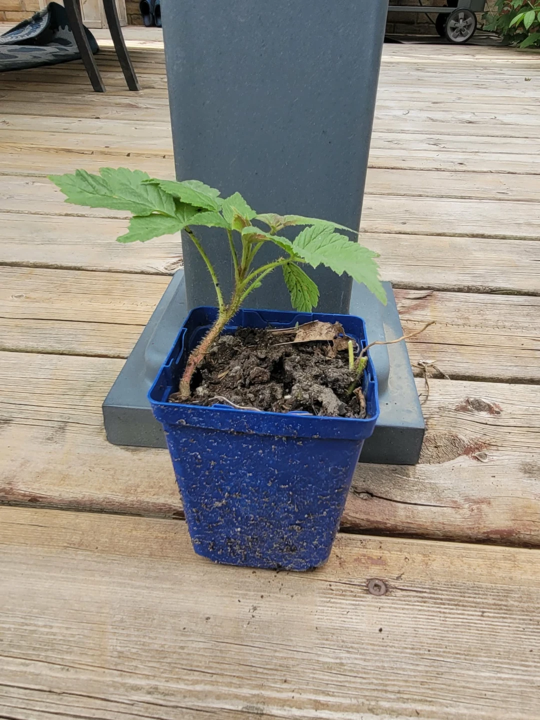 Raspberry plant in pot - photo 5