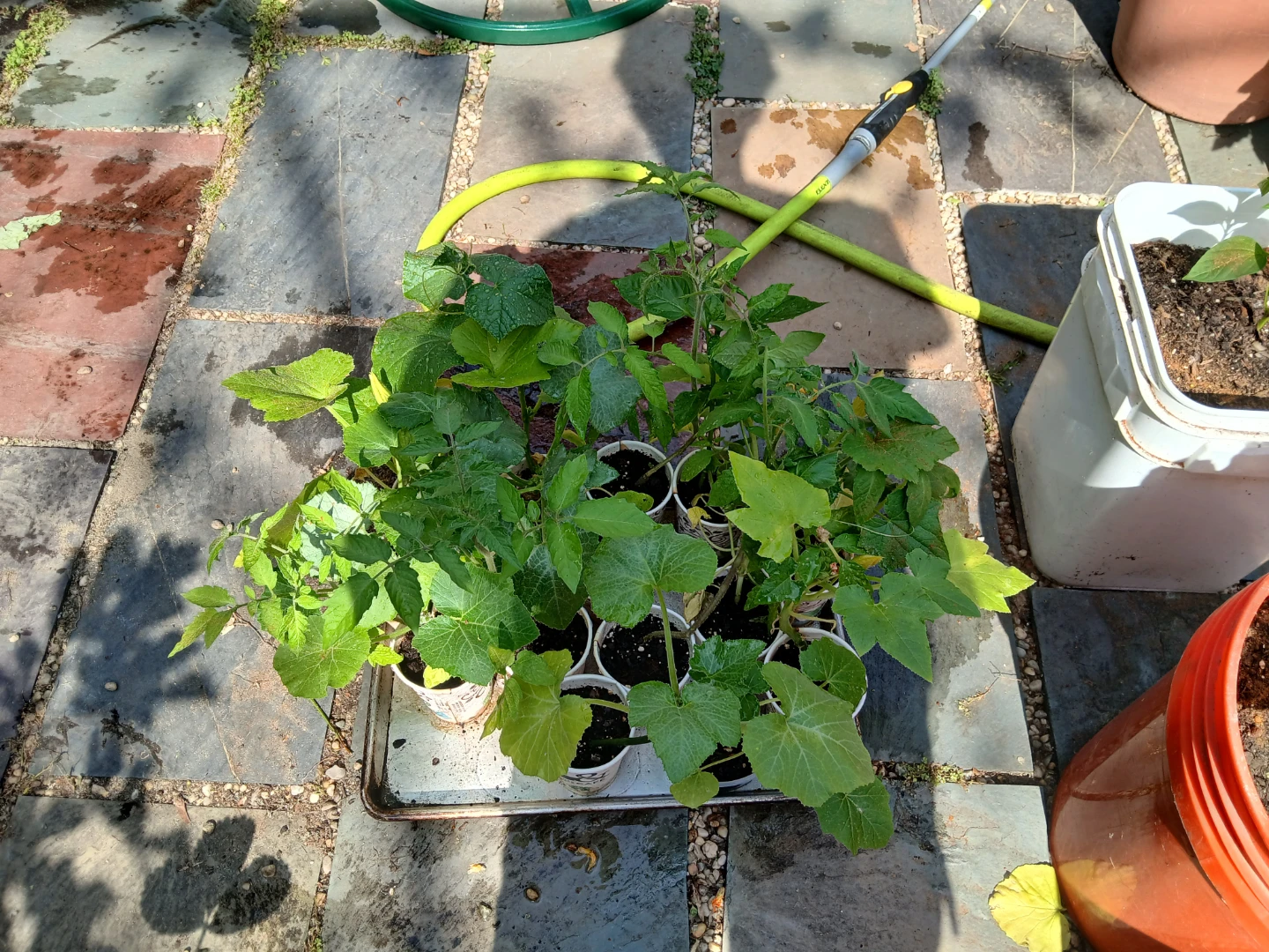 Assorted Vegetable Plant Starts
