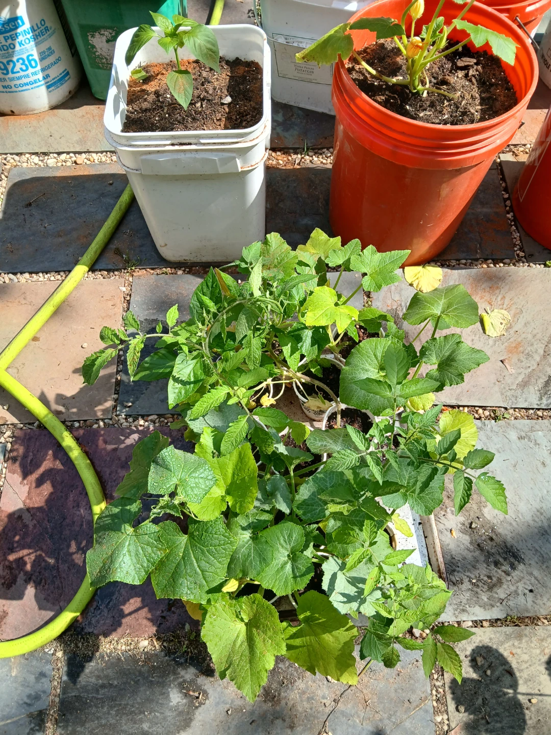Assorted Vegetable Plant Starts - photo 2