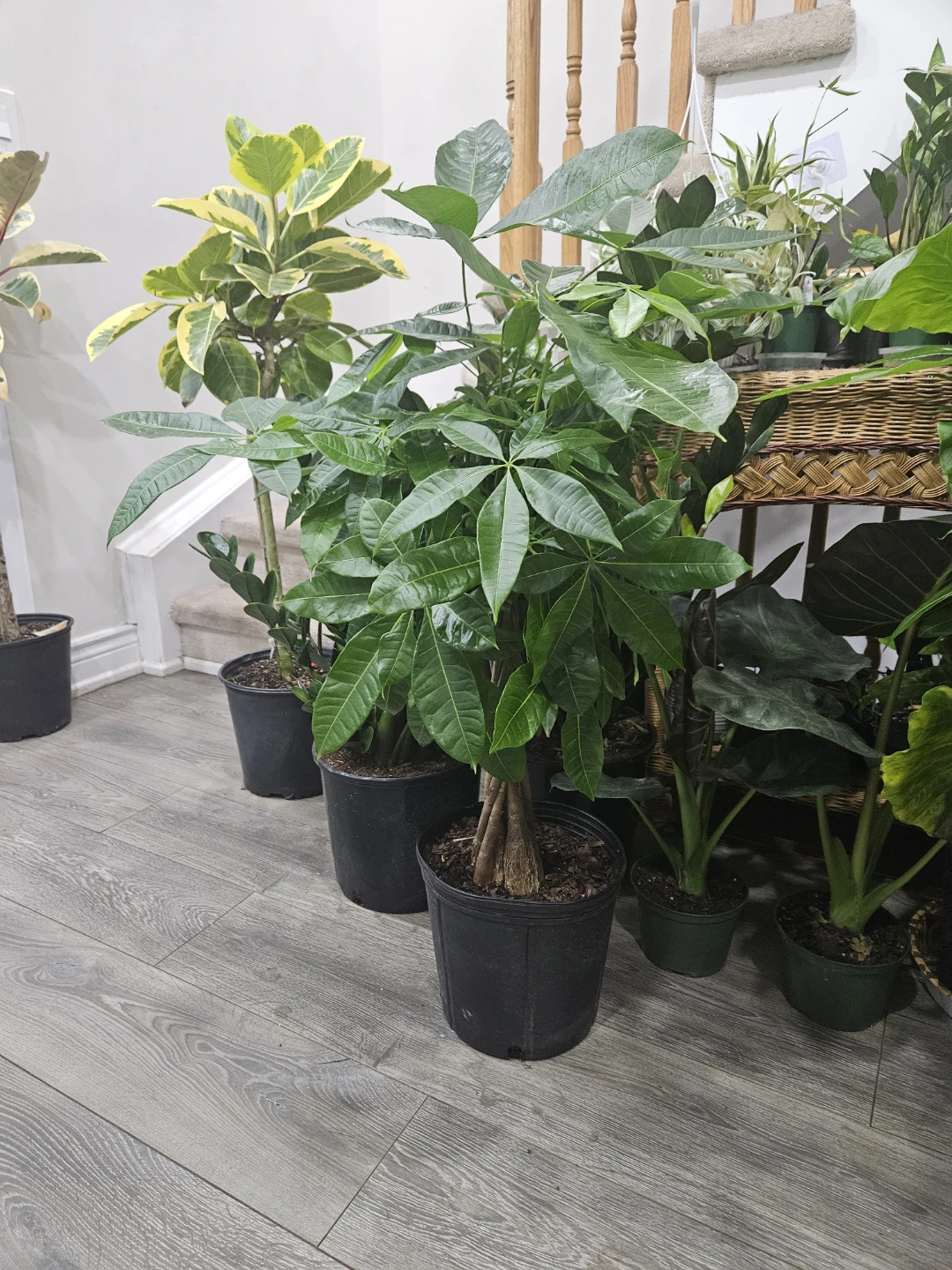 Money Tree Plant in 10"pot ⚽️ - photo 2