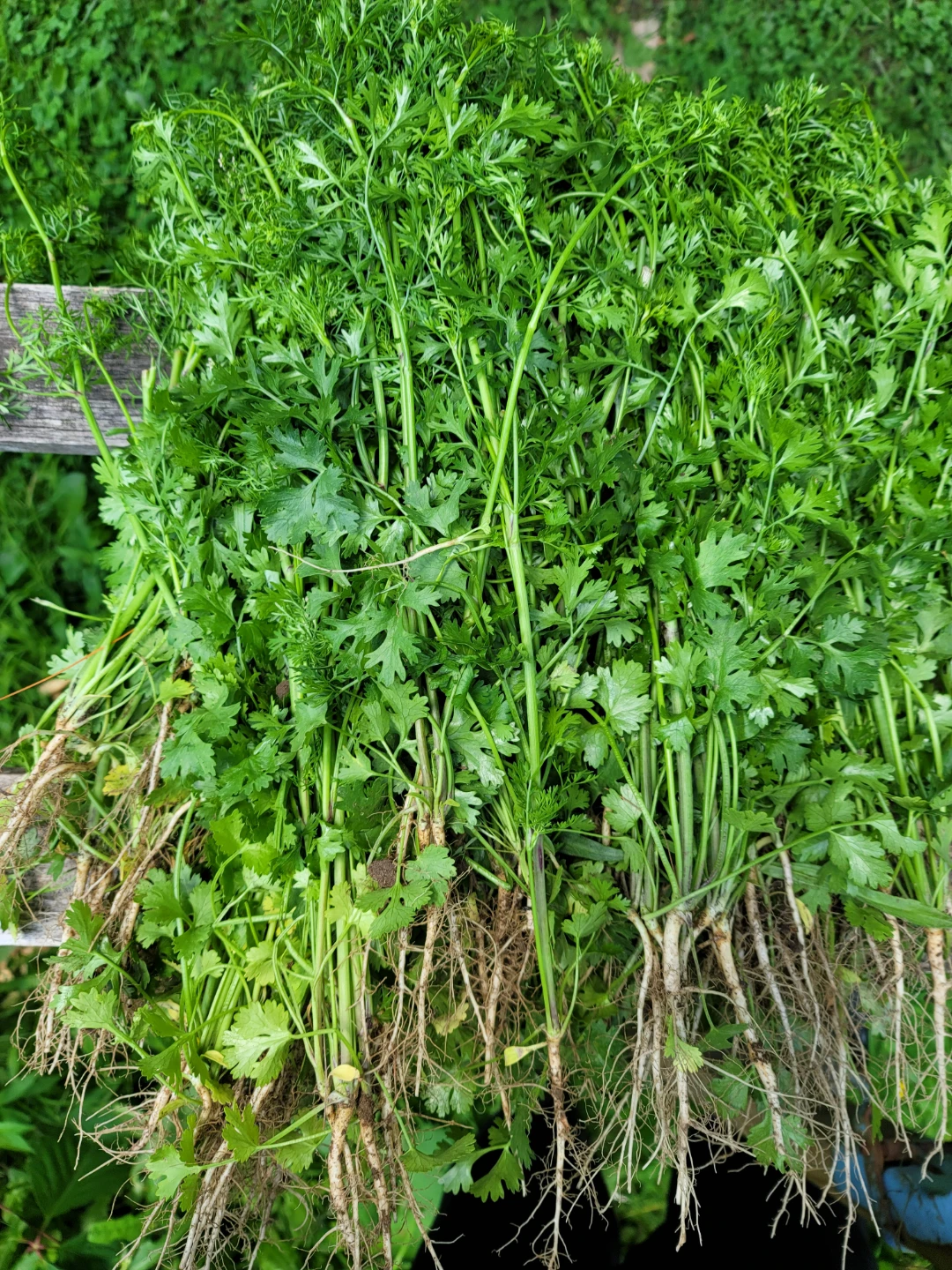 Fresh Cilantro