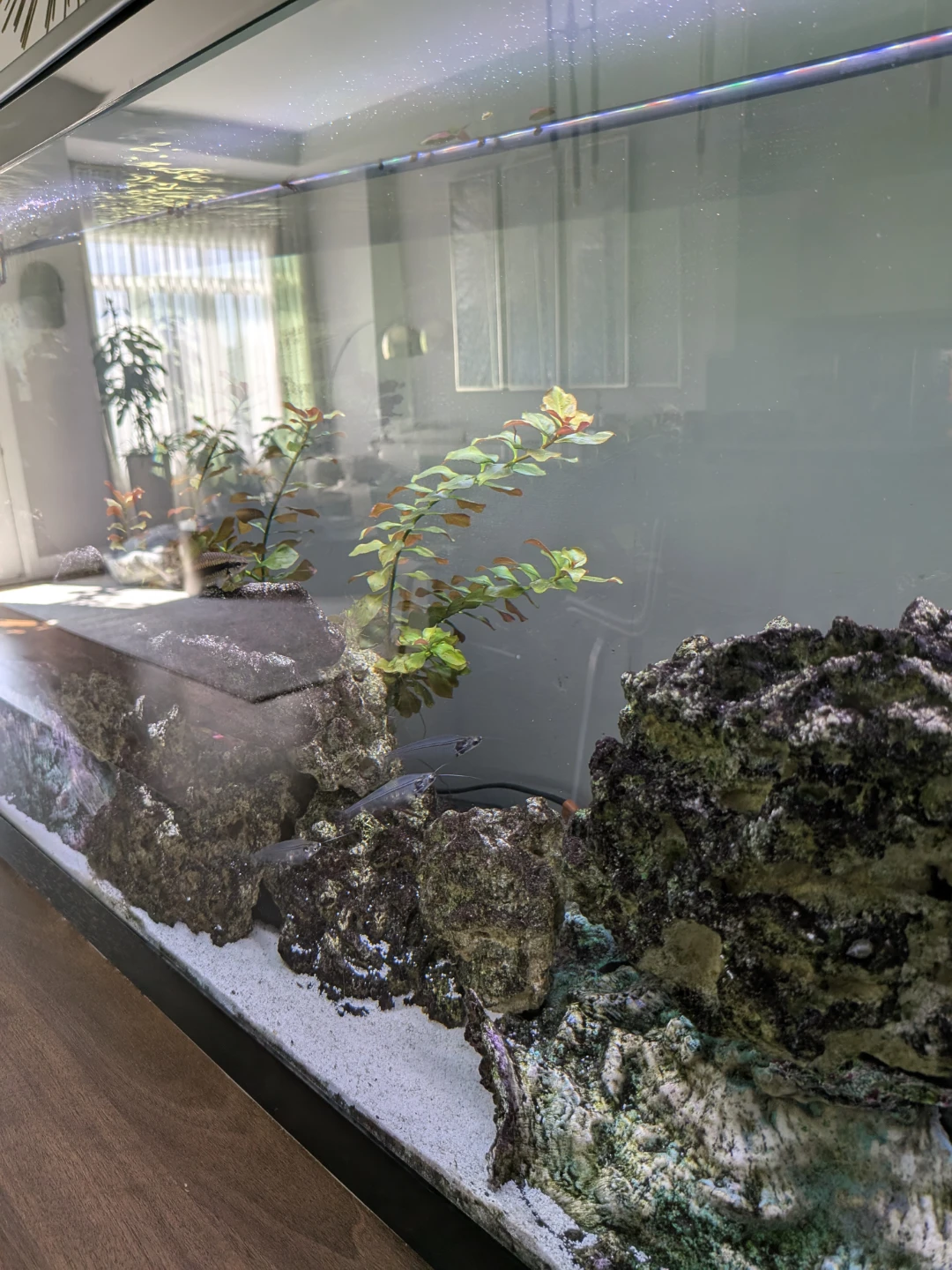 Complete Fresh Water Aquarium Hobby Setup - photo 4